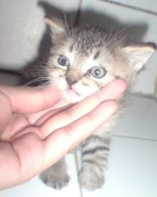 m_gatito sasvane.jpg