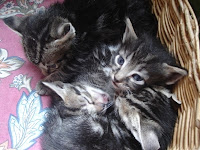 m_dos gatitos paolita2.jpg