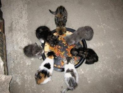 m_GATITOS ROCIO.jpg