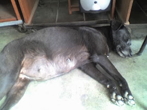 m_perrita prenada.jpg