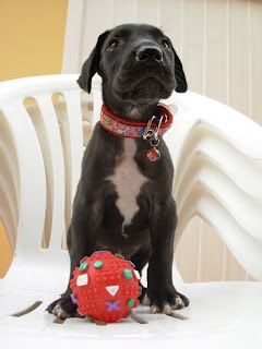 m_cachorrita cecisanchez.jpg
