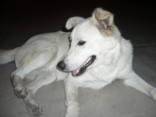 m_perrita blanqita eru avatar.jpg