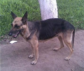m_perrito2mariaalvarez.jpg