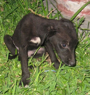 m_lindo cachorrito silvia.jpg
