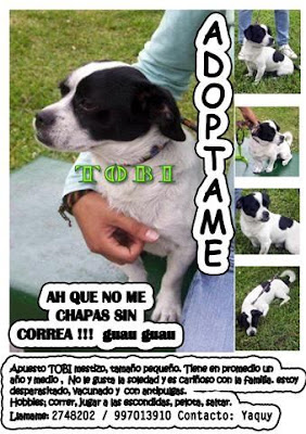 m_tobi adopcion.jpg