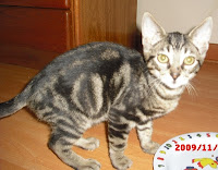 m_GATITOS mRUIZ1.jpg
