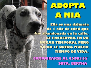 m_DALMATA Abandonada.jpg