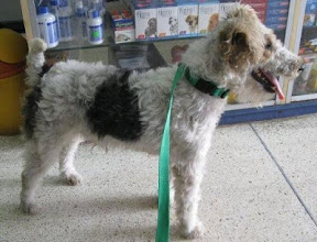 m_foxterrier.jpg