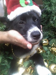 m_linda cachorrita.jpg
