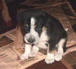 m_Linda cachorrita2claudia.jpg