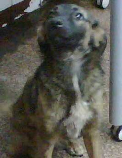 m_perrita zuaso.jpg