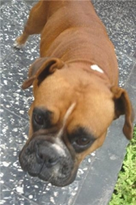m_BOXER.jpg
