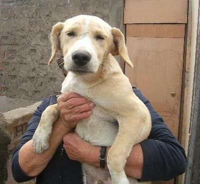 m_bello labrador hilda.jpg