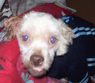 m_perrito peludito cuarentaysiete.jpg