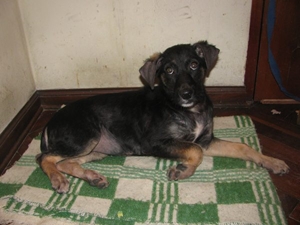 m_adopciones20093.jpg