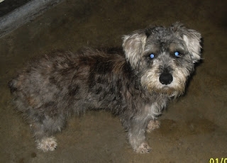 m_perrita cruzadita snauzer katia.jpg