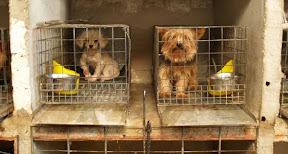 comprar-mascotas.jpg