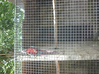 m_zoo gallito de las rocas (1).jpg