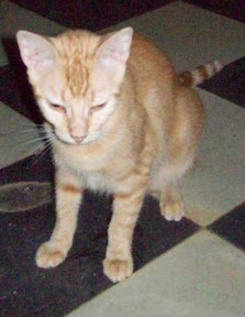gaticos marialuisa3.jpg