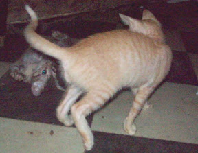 gaticos marialuisa7.jpg