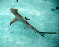DSC_4478.JPG