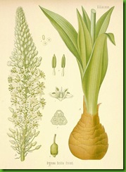 squill86-l squill86-l
