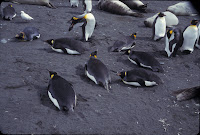 Nesting King penguins.jpg