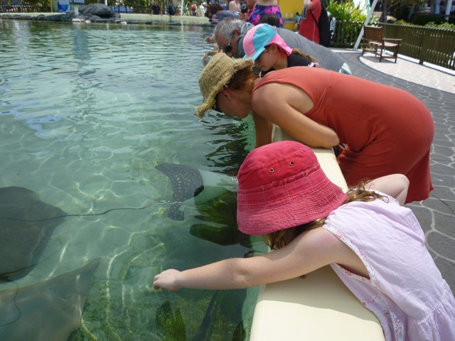 [03 seaworld sting rays[3].jpg]