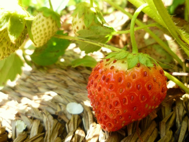 [74 strawberry[3].jpg]