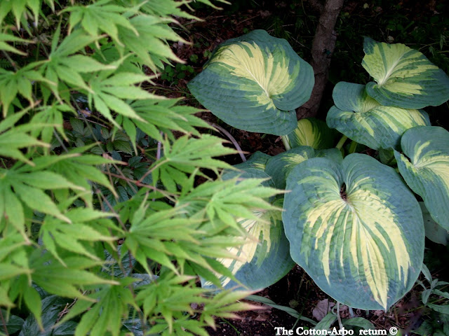 Acer palmatum Omurayama, Hosta Great Expectations