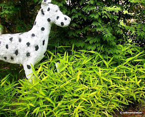 Duncan with Yellow and Green Variegated Bamboo