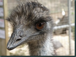 Emu