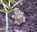 American toad-Sfld.jpg