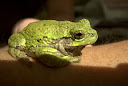 gray treefrog on arm.jpg
