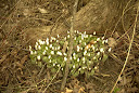 bloodroot.jpg