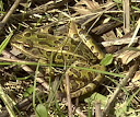leopard frog, Inkster wetlands.jpg