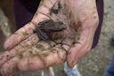 wood frog.jpg