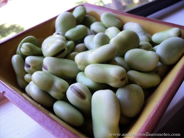 [Fava beans 004[5].jpg]
