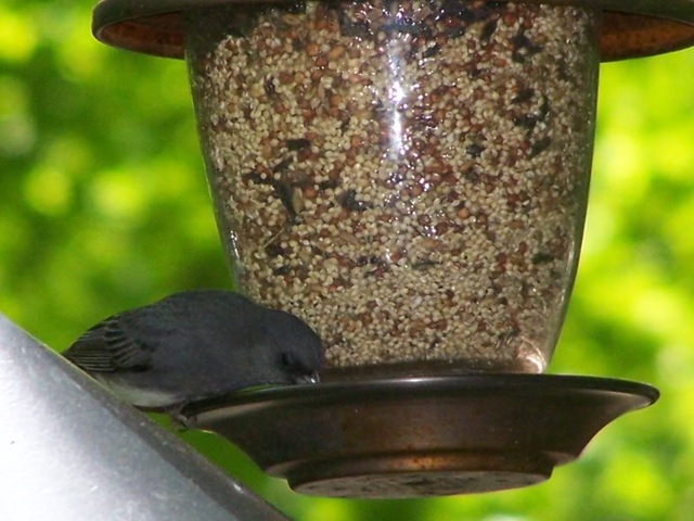 [bird at feeder[4].jpg]