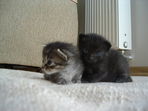 kitten