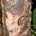 Millipede