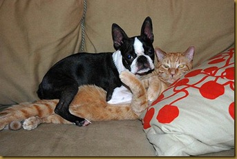 gatto2 gatto2
