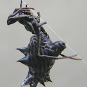 Spined Micrathena Spider