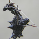 Spined Micrathena Spider