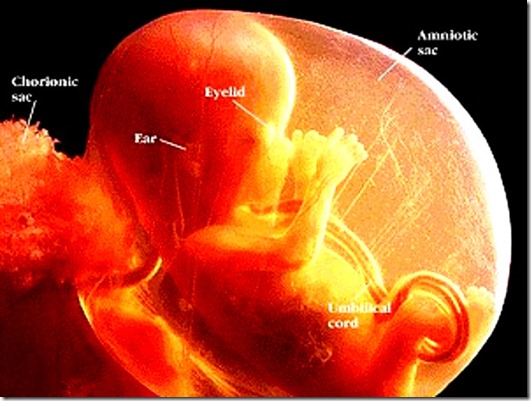 Unborn Baby 2 Unborn Baby 2