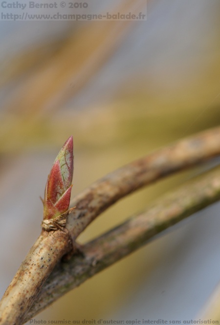 Le printemps: bourgeon de chèvrefeuille