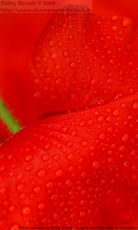 Photo fleur macro texture: gouttes de pluie sur coquelicot