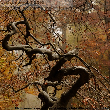 Photo: silhouette d'un fau de Verzy en automne Photo: silhouette d'un fau de Verzy en automne