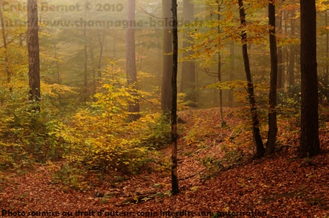 La forêt de Verzy dans la brume d'automne La forêt de Verzy dans la brume d'automne