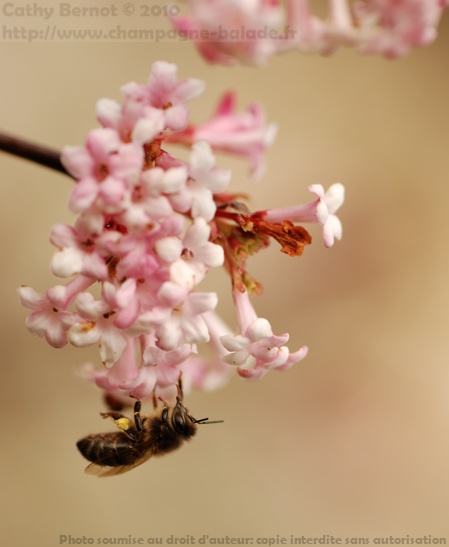 Photo macro d'insecte: abeille sur fleur rose de viorne d'hiver Photo macro d'insecte: abeille sur fleur rose de viorne d'hiver